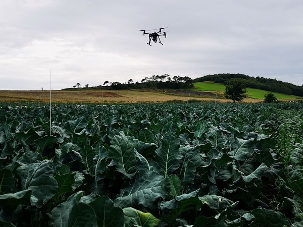 Drone flying over brassicas trials fields at ESG lo res